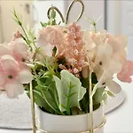 Menada Romance Marine Daire